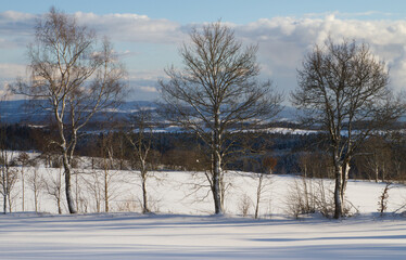 Winterzauber Bäume, schneebedeckte Wiese und Berge