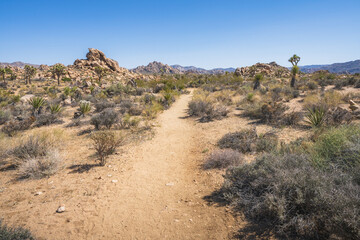 hiking the lost horse mine loop trail in joshua tree national park, california, usa