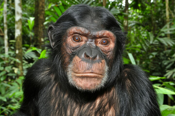 Portrait of a chimpanzee standing in a green forest
