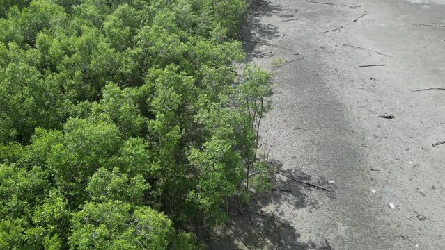Elevated shot highlighting the unique beauty of a coastal mangrove tree forest