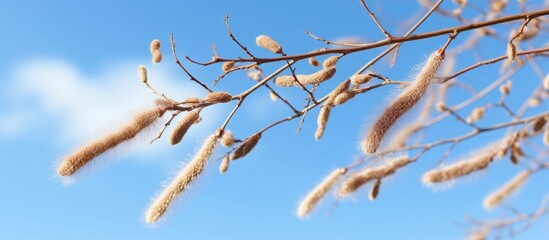Close-up of willow branches with catkins against the blue spring sky.