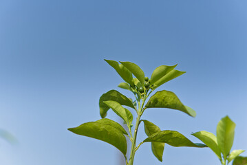 picture of malta fruit tree with small malta growing