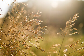 Nahaufnahme von Pflanzen auf einer Wiese mit Körnerfrucht