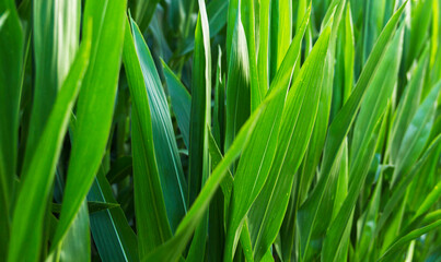 Fototapeta na wymiar Nahaufnahme von grünen Maisblättern auf einem Feld