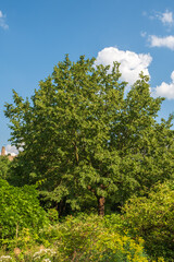 Ostrya carpinifolia Hopfenbuche Habitus