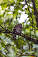 European Turtle Dove (Streptopelia turtur) Outdoors