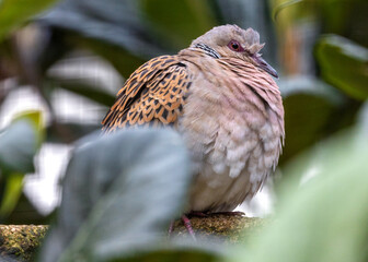 European Turtle Dove (Streptopelia turtur) Outdoors