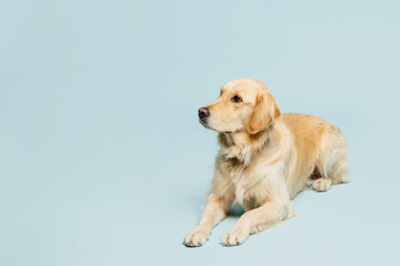 Full body cute adorable lovely purebred golden retriever Labrador dog laying down isolated on plain pastel light blue background studio portrait. Taking care about animal pet, canine breed concept.
