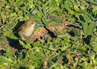 Common Chiffchaff (Phylloscopus collybita) Outdoors