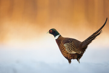 Bird - Common pheasant Phasianus colchius Ring-necked pheasant in natural habitat wildlife Poland Europe, winter time snowy meadow