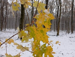 A young maple tree with yellow leaves in the middle of a winter snowy forest. Texture of maple...