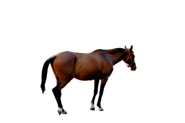 Brown horse on isolated transparent background