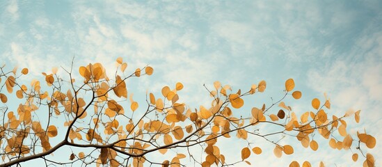 Tree leaves against the sky.