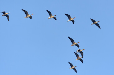 Not big flock of greater white-fronted geese (Anser albifrons) in flight over morning spring blue...