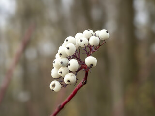 White berries on a red barked dogwood branch