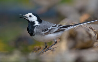 Joyful male White wagtail (motacilla alba) posing near a pond while singing his love song