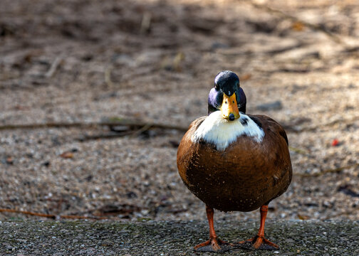 Duclair Duck (Anas platyrhynchos) Outdoors