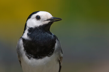 Close portrait of Adult male White wagtail (Motacilla alba) posing with clean green background in summer 
