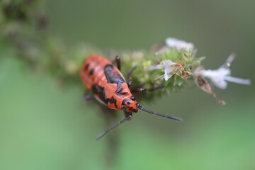 red bug on a leaf
