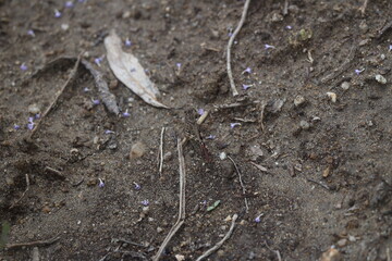 locust on the ground