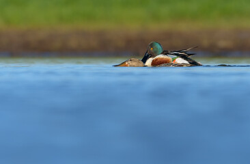 Mating pair of male and female Northern Shovelers (Spatula clypeata) in half merged swimming with...