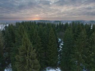 Nature of Estonia, spruce against the background of the sunset sky in winter, photo from a drone.