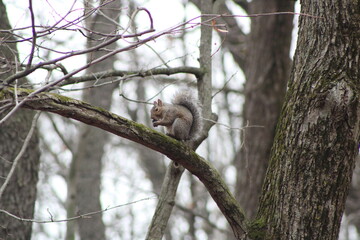 Squirrel eating