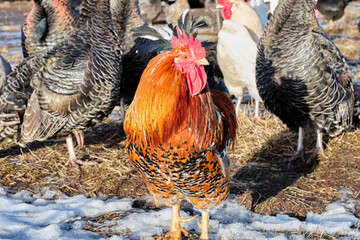 Colorful free-range rooster on a farm in Skaraborg in Vaestra Goetaland in Sweden