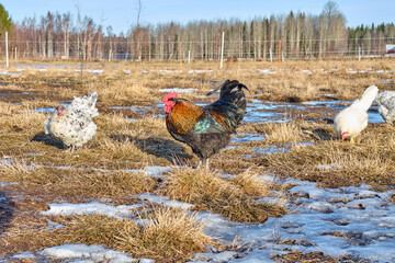 Colorful free-range rooster on a farm in Skaraborg in Vaestra Goetaland in Sweden