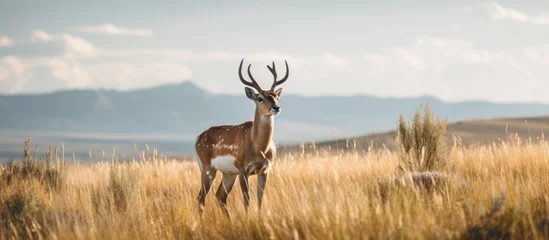 Rolgordijnen zonder boren Antilope Pronghorn Antelope Buck outlined on a grassy hill