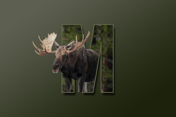 The letter M is embedded with a picture of the animal Moose. Great animal background.