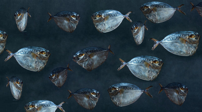 Collage with moonfish on a dark background