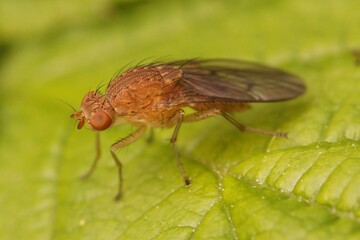 Closeup on a European red Heleomyzid fly, Suillia notata sitting on a green leaf