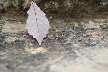 An unusual gray tone leaf with red veins on a parapet lawn wall. 