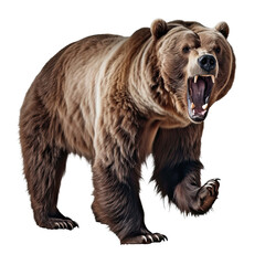 Ferocious grizzly bear On a clean isolated on transparent background - obrazy, fototapety, plakaty