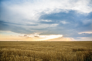 Large wheat field at sunset, golden wheat field
