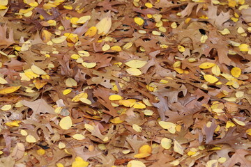 Two trees of different species drop their leaves during a million-dollar rain during  a two day period. The contrast is unusual and yet it is both colorful and textured.