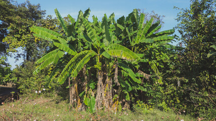 Fototapeta premium banana trees in the farm