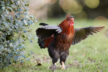 Red rooster with open wings in garden