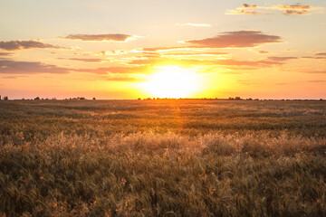 Large wheat field at sunset, golden wheat field