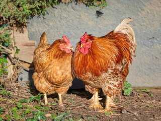 Brown Sussex chicken and red rooster free outside