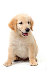 Adorable 5 months old Golden retriever pup, sitting facing sideways. Isolated on a white background.