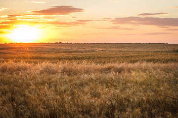 Large wheat field at sunset, golden wheat field