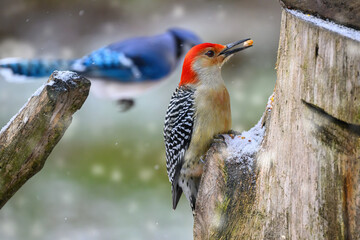 A bluejay flies behind a red-bellied woodpecker who is eating whole corn kernels from our stump...