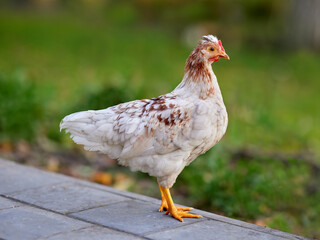 Young white brown chick on terrace in garden