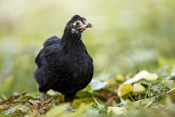 Young black chick free in garden isolated on blurred background