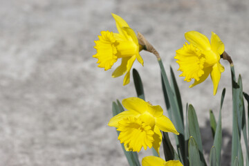 Obraz premium Flowering daffodil plant.
