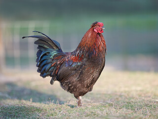 Proud red brown rooster free in garden