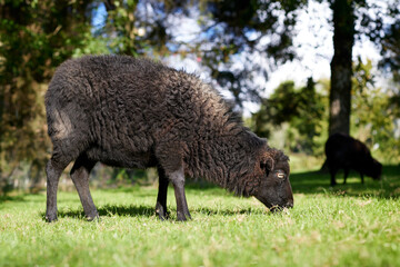 Female brown ouessant sheep grazes in garden