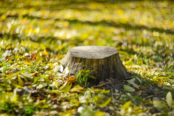 stump of a felled tree in the forest